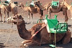 slow dromadary caravan equipped to carry a burden