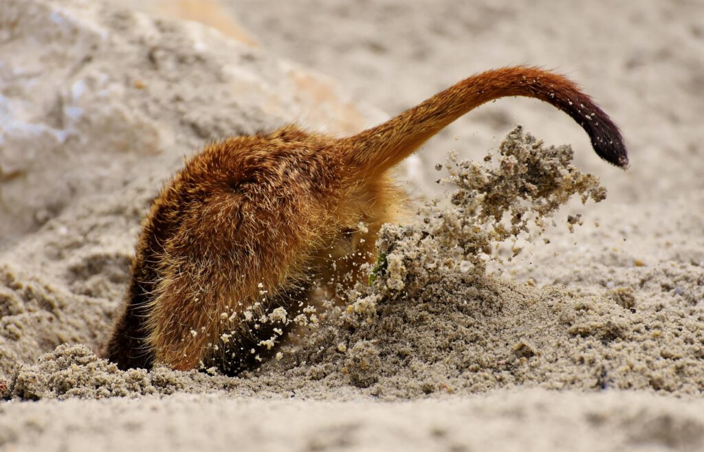 a meercat diggin in the dirt head first in the hole, seems to be stuck